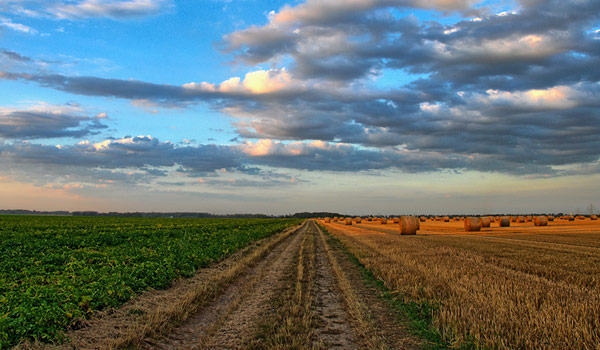 Conservación de la agrobiodiversidad como estrategia para la seguridad alimentaria, en Santa María Cuquila, Oaxaca