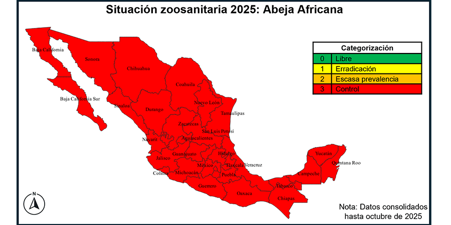 Imagen 1 - Abeja Africana
